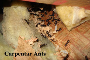 Front Range Pest Control of Fort Collins