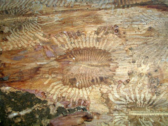 Pine Beetle Damage