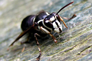 Front Range Pest Control of Fort Collins