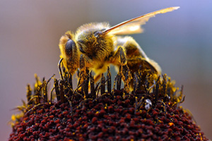 Bee collecting pollen