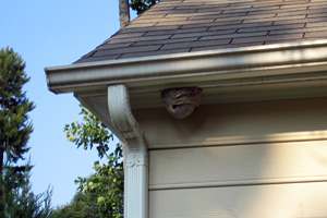 Front Range Pest Control of Fort Collins