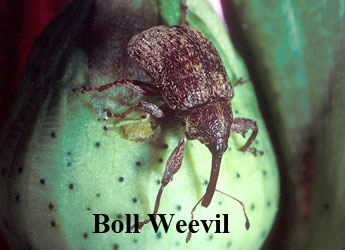 Front Range Pest Control of Fort Collins