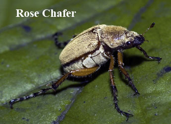 Front Range Pest Control of Fort Collins 