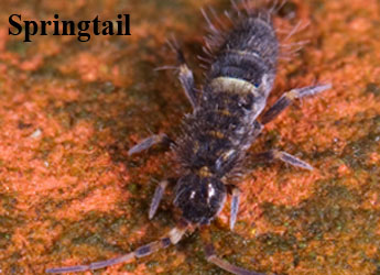 Springtail