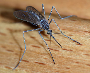 Mosquito Biting