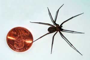 Front Range Pest Control of Fort Collins