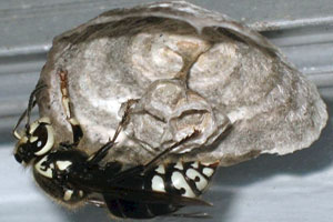 Front Range Pest Control of Fort Collins