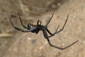 Front Range Pest Control of Fort Collins