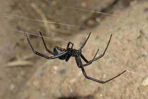 Front Range Pest Control of Fort Collins