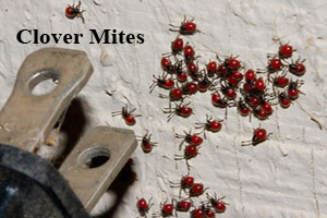 Clover Mites