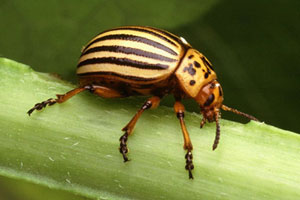 Front Range Pest Control of Fort Collins 