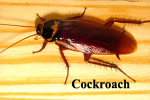 Cockroach