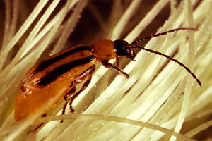 Front Range Pest Control of Fort Collins 