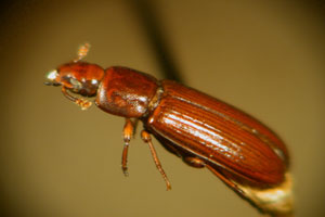Front Range Pest Control of Fort Collins