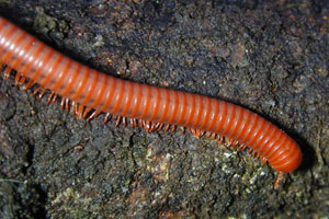 Front Range Pest Control of Fort Collins