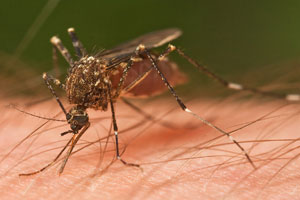 Front Range Pest Control of Fort Collins 