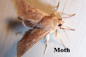 Front Range Pest Control of Fort Collins