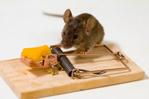 Front Range Pest Control of Fort Collins