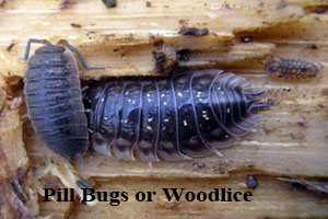 Front Range Pest Control of Fort Collins