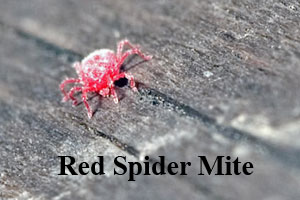 Red Spider Mite