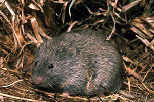 Front Range Pest Control of Fort Collins 