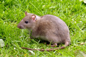 Front Range Pest Control of Fort Collins