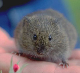 Prarie Vole