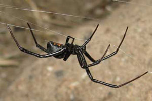 Female Black Widow