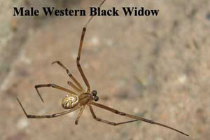 Front Range Pest Control of Fort Collins