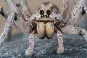 Wolf Spider