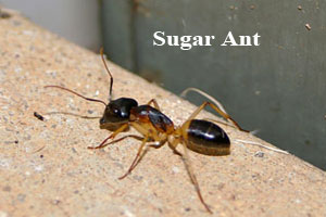 Front Range Pest Control of Fort Collins