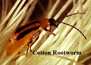 Front Range Pest Control of Fort Collins 
