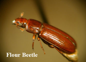 Front Range Pest Control of Fort Collins