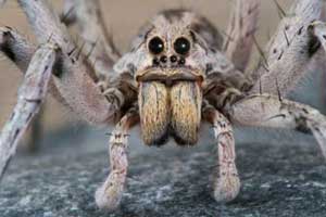 Front Range Pest Control of Fort Collins 