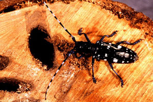 Front Range Pest Control of Fort Collins