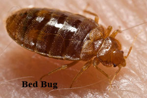 Front Range Pest Control of Fort Collins 