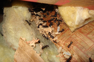 Front Range Pest Control of Fort Collins 