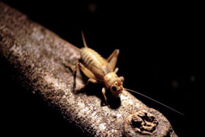 Front Range Pest Control of Fort Collins