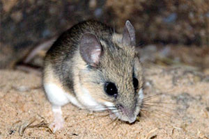 Front Range Pest Control of Fort Collins