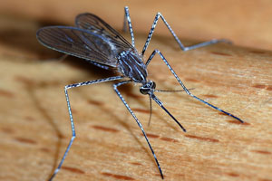 Front Range Pest Control of Fort Collins