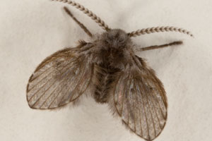 Front Range Pest Control of Fort Collins