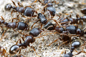 Front Range Pest Control of Fort Collins