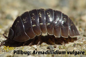 Front Range Pest Control of Fort Collins