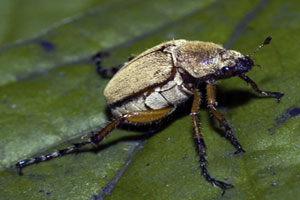 Front Range Pest Control of Fort Collins 