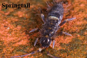 Front Range Pest Control of Fort Collins