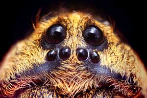 Front Range Pest Control of Fort Collins 