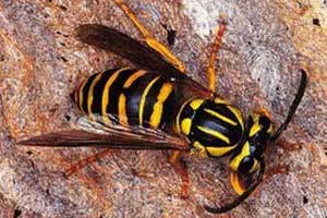 Front Range Pest Control of Fort Collins 