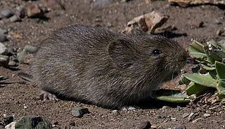 Prarie Vole